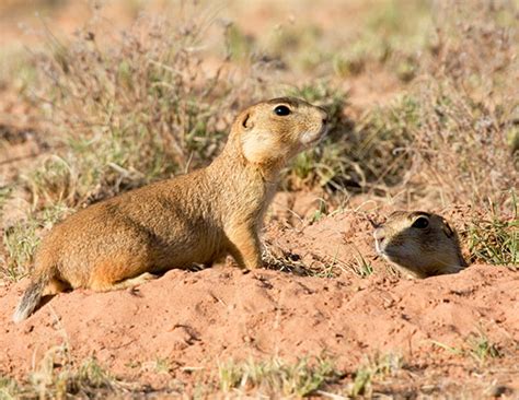 Gunnisons Prairie Dog Cynomys Gunnisoni Photograph Of Photo Of Image Of