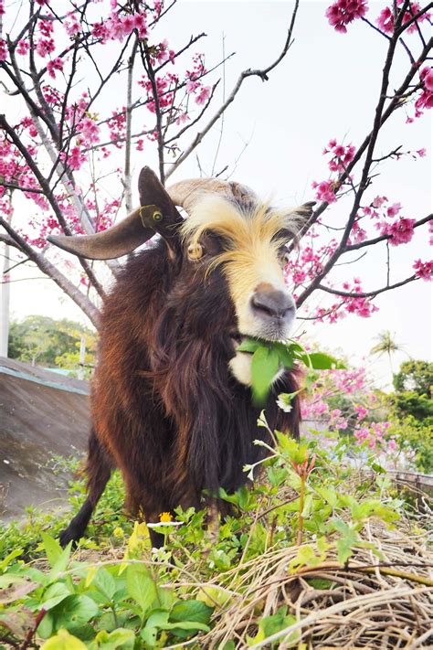 沖縄こどもの国 Okinawa Zoo And Museum 見どころ、アクセス And 周辺情報 Good Luck Trip