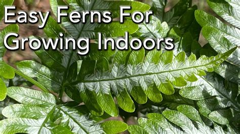 Easy Care House Plants 6 Easy Ferns To Grow Indoors Care Fertiliser