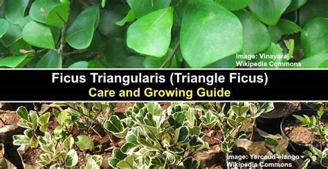 Ficus Triangularis Triangle Ficus Care And Growing Guide