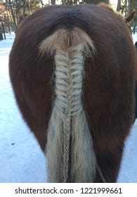 Braided Horse Tail Stock Photo 1221999661 | Shutterstock