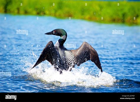 Common Loon Call Hi Res Stock Photography And Images Alamy