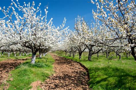 Rows Of Beautifully Blossoming In White Cherry Trees On A Green Lawn In