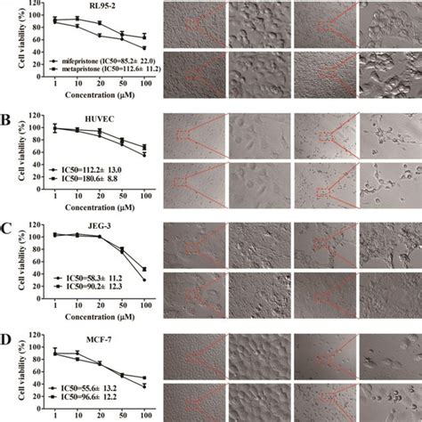 Effects Of Mifepristone And Metapristone On Viability And Morphology Of