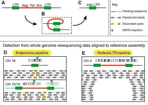 Variation In Proviral Content Among Human Genomes Mediated By LTR