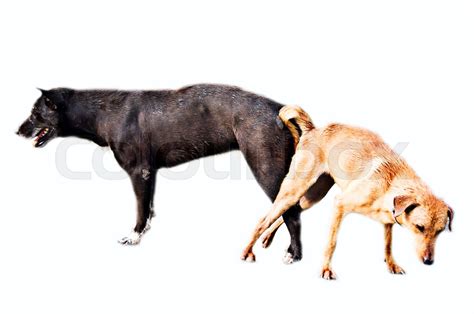 Dog Mating Stock Image Colourbox