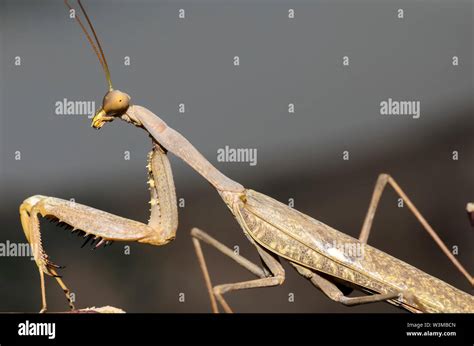 The Chinese Mantis Tenodera Sinensis Stock Photo Alamy