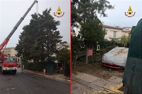 Maltempo Albero Crolla Su Auto Un Altro Si Abbatte Su Una Casa