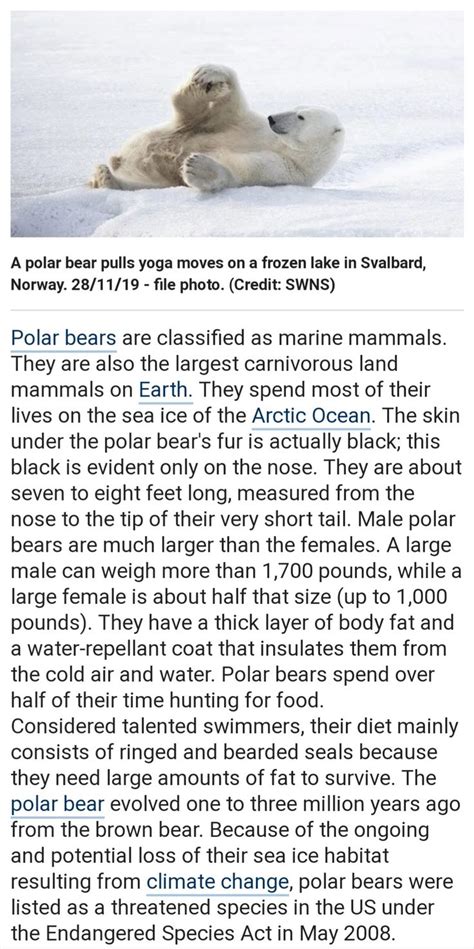 Different Species Of Bear Polar Bear Fur Marine Mammals Polar Bear