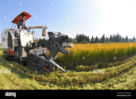 Farmers Harvest Rice In The Field In Donghai County Lianyungang City