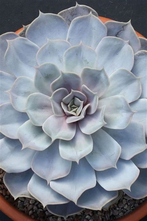 Echeveria Lilacina Echeveria