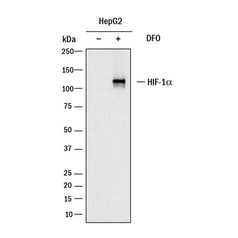 Human Hif Alpha Hif A Antibody Mab Bio Techne