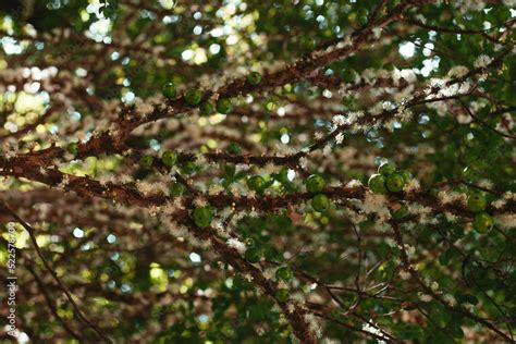 Arbol De Jabuticaba Florecido Y Con Sus Uvas En El Tallo Stock Photo