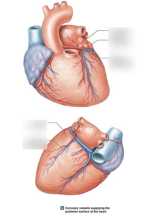 Coronary Vessels Diagram Quizlet