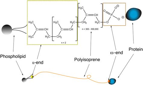 Possible Polyisoprene Molecular Structure It Is Commonly Accepted That