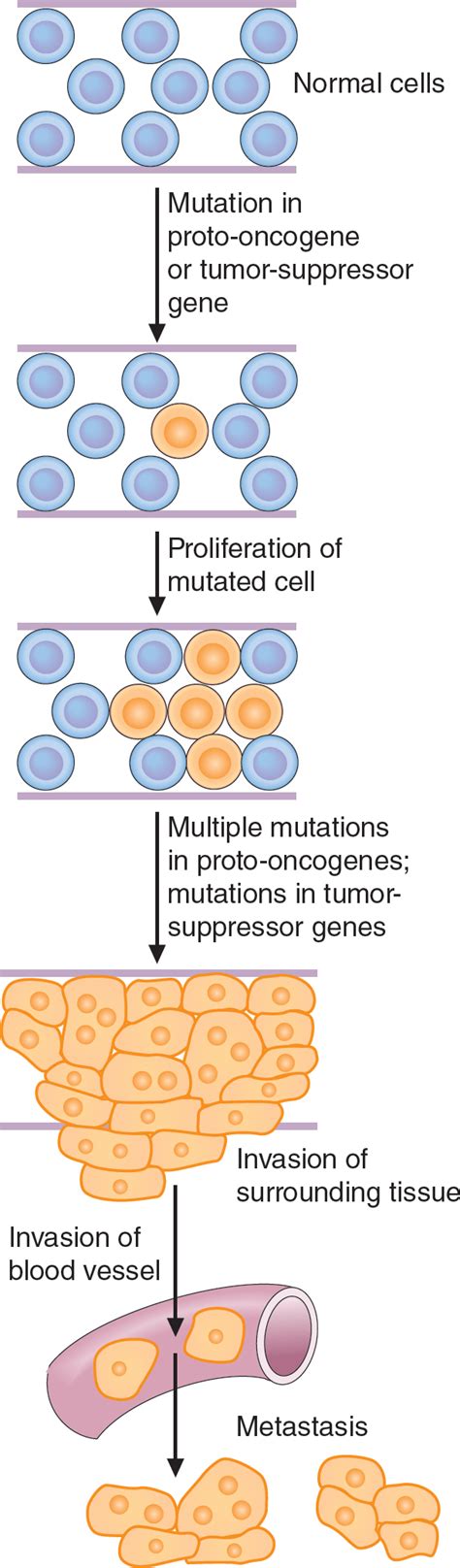 The Molecular Biology Of Cancer Basicmedical Key