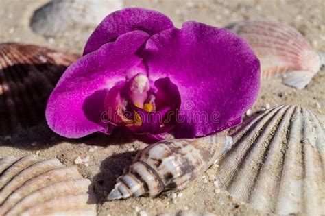 Seashells On The Beach Stock Image Image Of Closeup 124437325