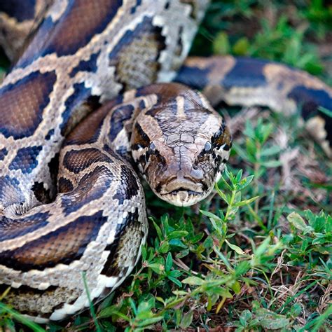 Tracking Snakes in Florida – The Snapper