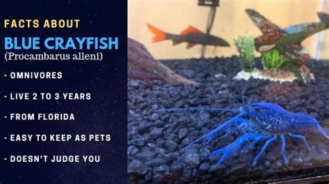 Blue Crayfish: The Ultimate Guide to Pet Blue Crayfish 2020