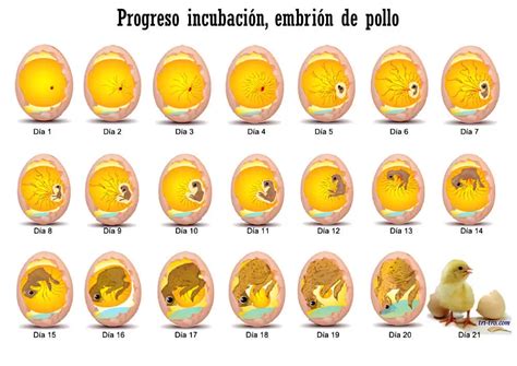 Sabes cuánto tarda en nacer un pato Descubre el asombroso proceso de