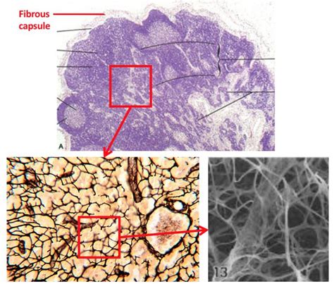 Reticular Connective Tissue Drawing Master The Art Of Illustrating