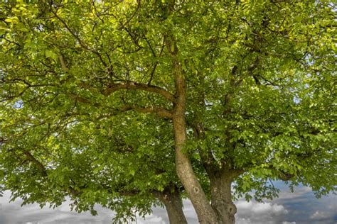 Walnut Tree Removal and Walnut Tree Cutting | Walnut Tree Removal Pros