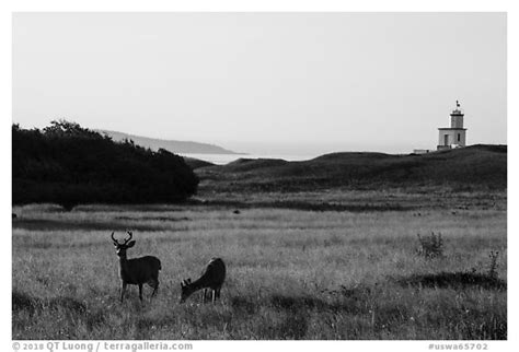 Black And White Picture Photo Deer Meadow And Cattle Point Lighthouse