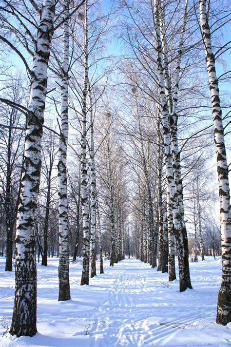 Birch Trees In The Winter Stock Photo Image Of Clean 2170700