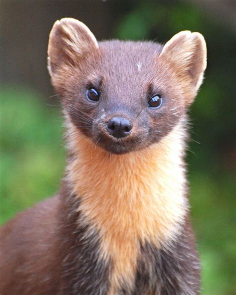 Pine Martin 2 Animals Wild Animals Beautiful Animals