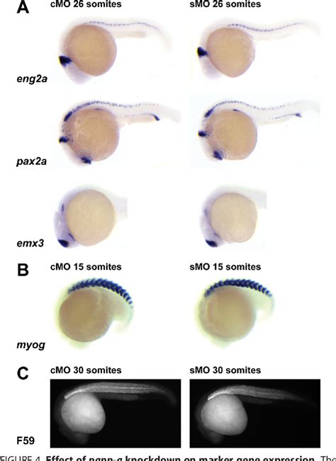 Figure From Pregnancy Associated Plasma Protein A Papp A Modulates