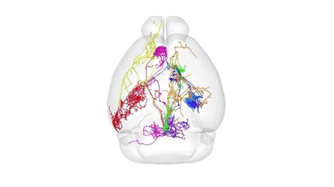 Figures And Data In Single Cell Transcriptomes And Whole Brain Projections Of Serotonin Neurons