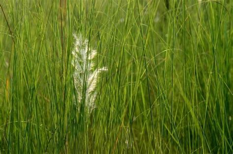 Swamp Grass Stock Photos, Images and Backgrounds for Free Download