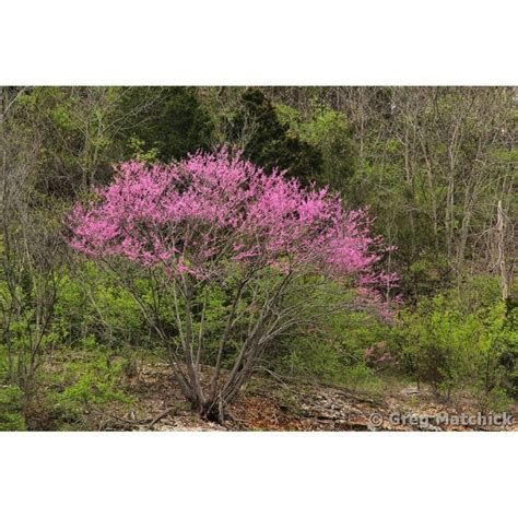 Fine Art Color Landscape Photography Of Redbud Tree In Missouri Redbud