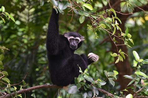 Premium Photo | Gibbon is a species on a large tree