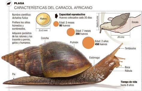 Cómo Identificar El Peligroso Caracol Gigante Africano Noticampo