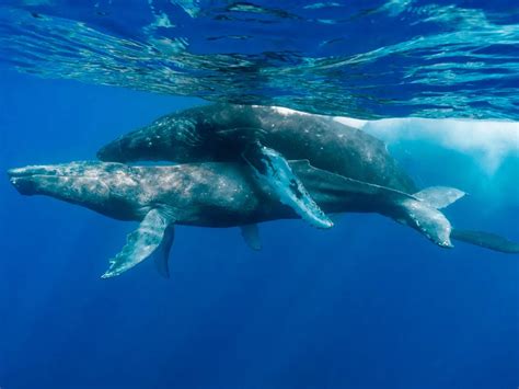 These Photos Are The First To Show Humpback Whales Matingand Both Are