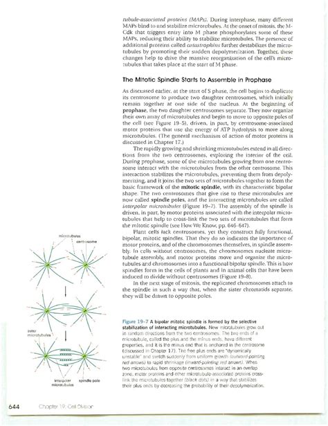 Essential Cell Biology Nd Ed Biotecnologia Studocu