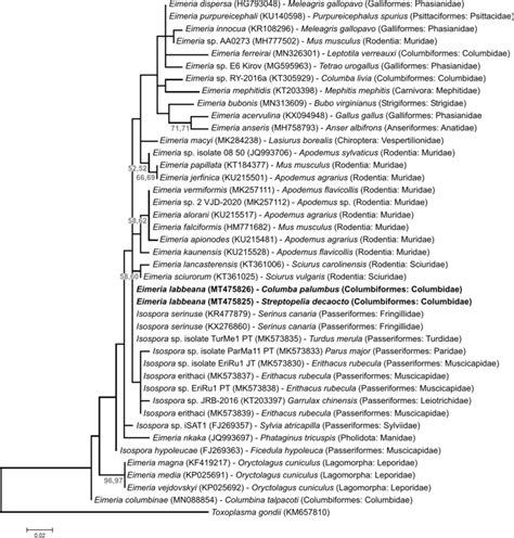 Maximum Likelihood Tree Estimated From The Coi Gene Sequences Of