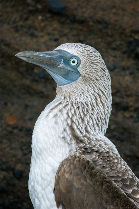 Piquero De Patas Azules Blue Footed Booby Sula Nebouxii Flickr