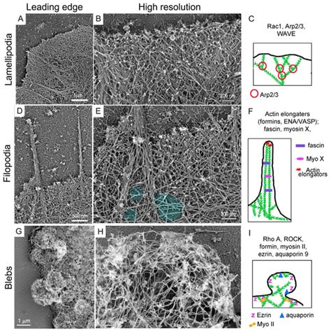 Actin Cytoskeleton Structure In Three Main Protrusion Types Driving