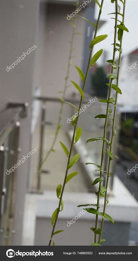 Green Leaves Hanging Plants Exposed Raindrops Rains Stock Photo