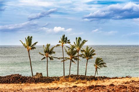 Palm Trees At The Coast In Big Island Of Hawaii Stock Photo Image Of