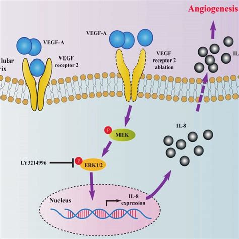 Overview Of Vegfr2 Knockdown Induced Il 8 Upregulation In Hrpe Cells Download Scientific