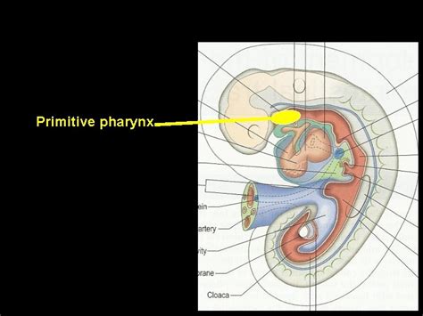 Pharyngeal Arches Primitive Pharynx Stomodeum Hind Brain Vesicle