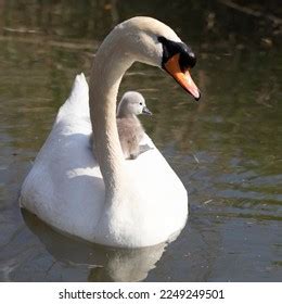 mother swan babies images stock  vectors shutterstock