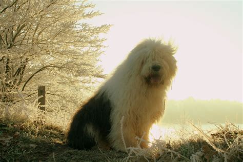 Old English Sheepdog Wallpaper - WallpaperSafari