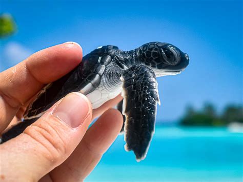 Turtle Conservation In The Maldives Rescue Rehabilitation Head Start