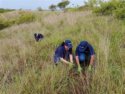 Naturgy Realiza Jornada De Reforestación En La Comunidad De El Jobo De Río Hato Naturgy Panamá