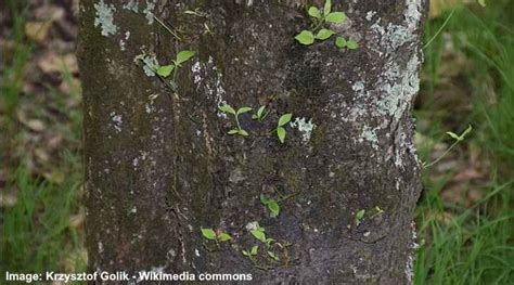 Dogwood Trees: Types, Leaves, Bark - Identification (With Pictures)