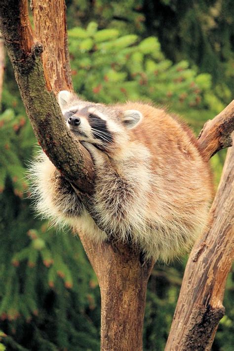 Raccoon Asleep Tree - Free photo on Pixabay - Pixabay